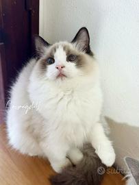 Ragdoll femmina dolcissimi