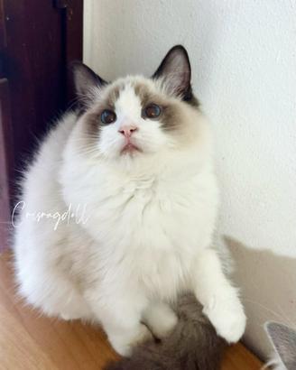 Ragdoll femmina dolcissimi