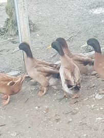 Maschio di anatra kaki camphell