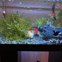 Guppy colorati (maschi, femmine e piccoli)