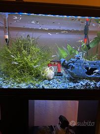 Guppy colorati (maschi, femmine e piccoli)