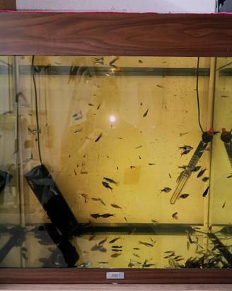 Acquario Juwel Lido 120 effetto legno