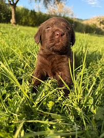 Cuccioli Labrador