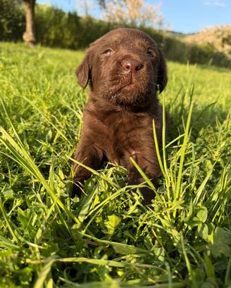Cuccioli Labrador