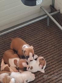 Cuccioli di Amstaff disponibili