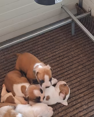 Cuccioli di Amstaff disponibili