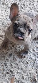 Bull dog francese