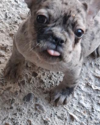 Bull dog francese