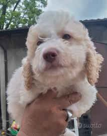 Lagotto romagnoli