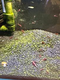 Gamberetti Neocaridina Davidii RED