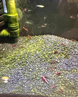 Gamberetti Neocaridina Davidii RED