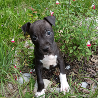 Amstaff cuccioli American Staffordshire Terrier