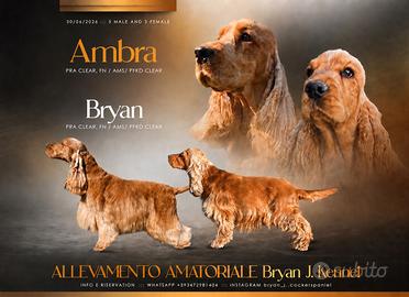 Cocker Spaniel Inglese
