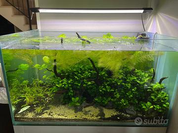 Acquario completo + accessori
