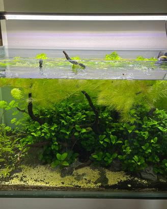 Acquario completo + accessori