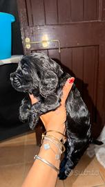 Cocker spaniel