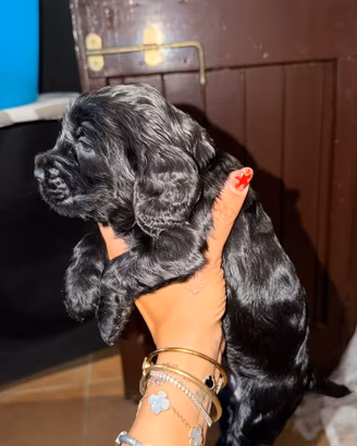 Cocker spaniel