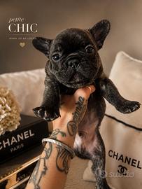 Bulldog francese