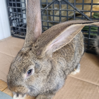 Cuccioli di coniglio gigante delle fiandre