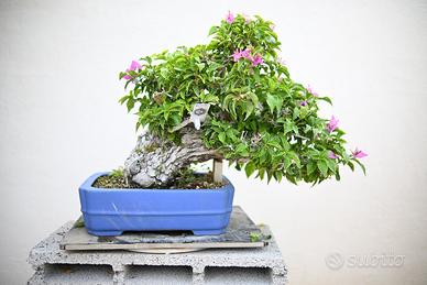 Bonsai di bouganville