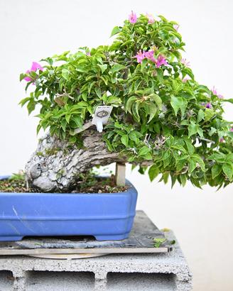Bonsai di bouganville