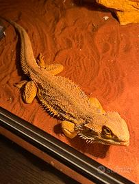 Terrario più pogona