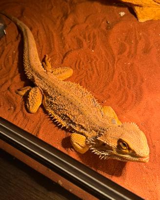 Terrario più pogona