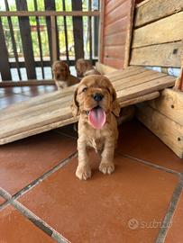 Cocker spaniel cuccioli
