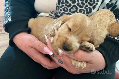 Cuccioli cocker spaniel