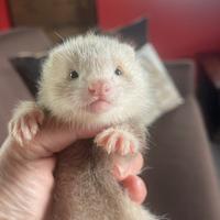 Splendidi e dolcissimi furettini