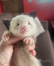 Splendidi e dolcissimi furettini