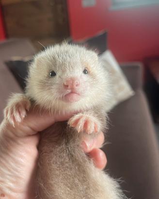 Splendidi e dolcissimi furettini