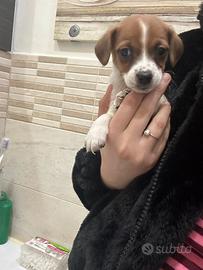Jack russell mini
