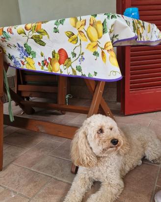 Barboncino nano 4 anni per accoppiamento
