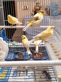 Uccelli e gabbie