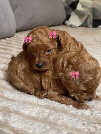 2 Femmine barboncino red