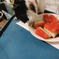 Cavia Peruviana alias Porcellino D'india