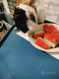 Cavia Peruviana alias Porcellino D'india