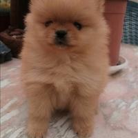 Spitz di Pomerania nani