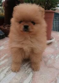 Spitz di Pomerania nani