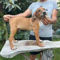 Cucciolo segugio maremmano