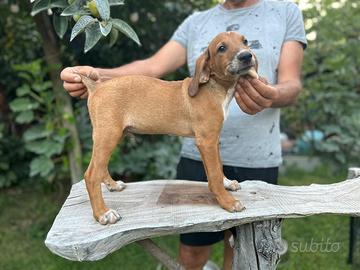 Cucciolo segugio maremmano