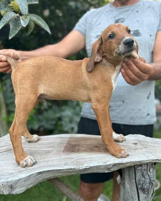 Cucciolo segugio maremmano