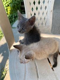 Gattini da adottare