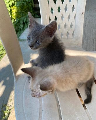 Gattini da adottare
