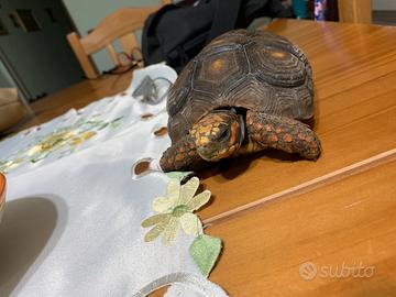 Tartaruga carbonaia più terraio