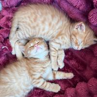 Gatto arancione