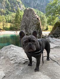 Bulldog francese Blu disponibile per la monta