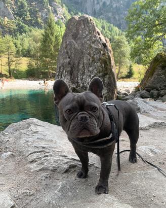 Bulldog francese Blu disponibile per la monta