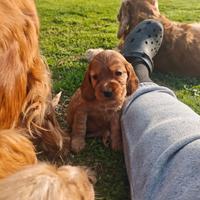 Cocker Spaniel Inglese